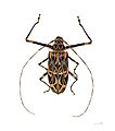 Acrocinus longimanus MHNT femelle