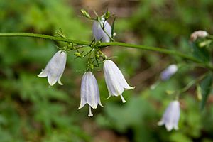 Adenophora triphylla var. japonica 09.jpg