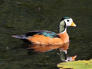 African pygmy goose, Nettapus auritus, at Muirhead Dams, Royal Macadamia Plantations, Machado, Limpopo, South Africa - male (26210431045) cropped.jpg