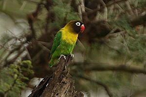 Agapornis personatus -Serengeti, Tanzania-8.jpg