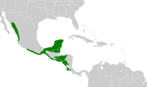 Amazona albifrons map.svg