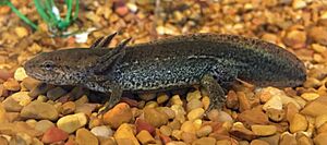 Ambystoma talpoideum UMFS 1