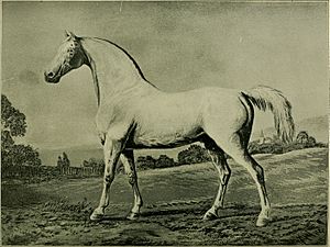 American stallion register - including all stallions prominent in the breeding of the American roadster, trotter and pacer, from the earliest records to 1902. And this includes nearly all imported (17973761840).jpg