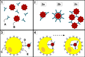 Antibody Opsonization