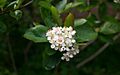 Aronia-melanocarpa-Aron