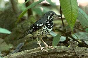 Ashy Ground Thrush.jpg