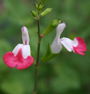 Baby Sage (Salvia microphylla)