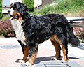 Bernese Mountain DOg2