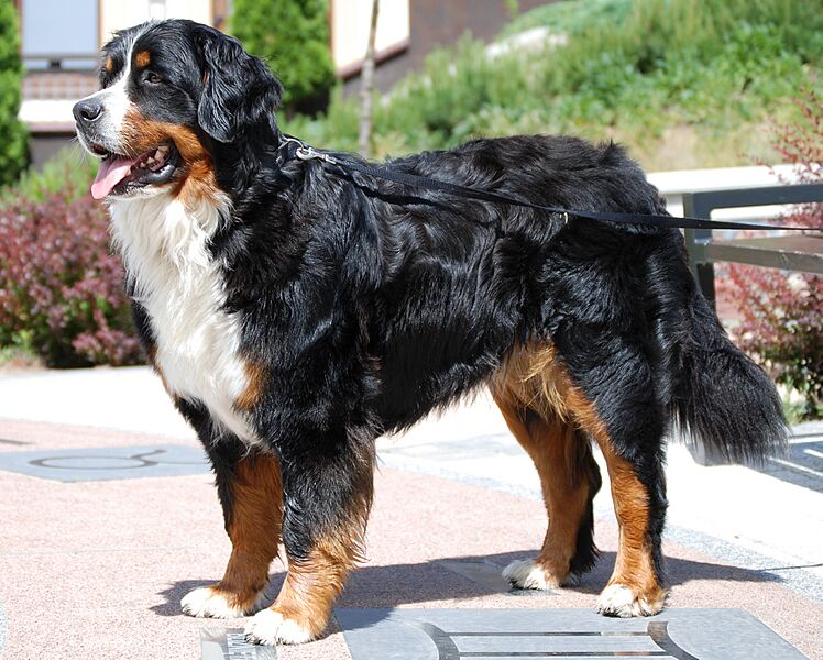 Bernese Mountain DOg2