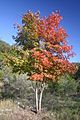 Bi-colored Maple Tree