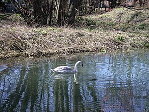 Big Bird in a Small Pond - geograph.org.uk - 713965