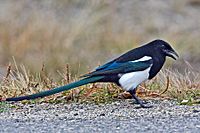Black-Billed Magpie.jpg