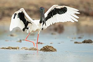 Black-necked Stork 34 - Nightcliff