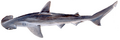 Bonnethead shark (Duane Raver)