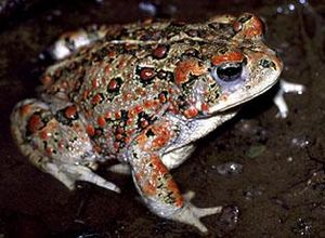 Boreal toad (Anaxyrus boreas) (7046220291).jpg