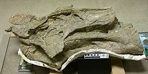 Brachiosaurus cervical BYU 12866