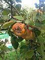 Brown Rot on Apple