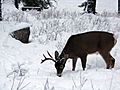 Buck eating through the snow