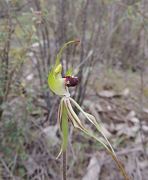 Caladenia phaeoclavia.jpg