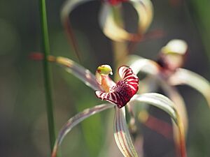 Caladenia radialis 03