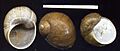 Cantareus apertus 01Schultes