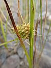 Carex cryptolepis imported from iNaturalist photo 49554449 on 23 January 2020