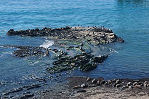 Carpinteria Harbor Seal Preserve