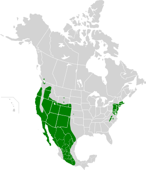 Carpodacus mexicanus map history2