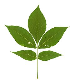 Carya ovata leaf 2