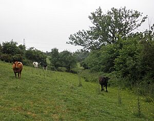 Cattle, near Gadds Bottom (geograph 3515291)