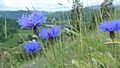 Centaurea cyanus 3