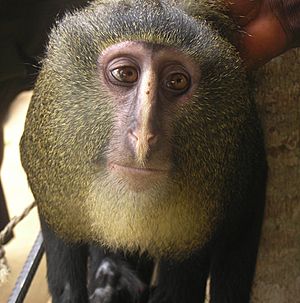 Cercopithecus lomamiensis MaleP