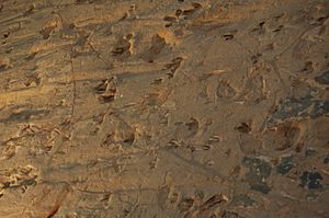 Close up of dinosaur tracks