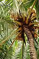 Coconuts on Tree 4