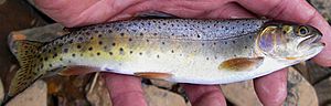 Colorado River cutthroat trout