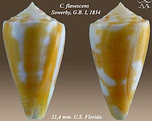 Conus flavescens 1.jpg