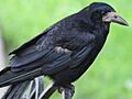 Corvus frugilegus-profile