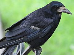 Corvus frugilegus-profile