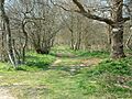 Cutlers Wood - geograph.org.uk - 384151