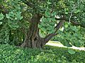 Cylburn Arboretum Female Ginkgo June 2024