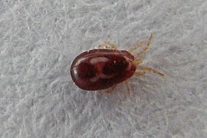 Dermanyssus gallinae mite