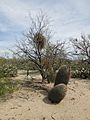 Desert Mistletoe Mesquite Tree Sahuarita Arizona 2014