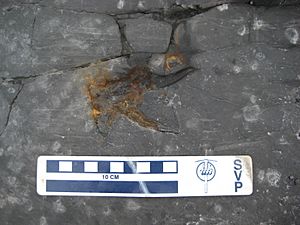 Devonian fish Onychodus tooth whorl - Seneca Stone Quarry in Seneca Falls, NY