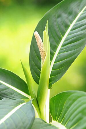 Dieffenbachia inflorescence