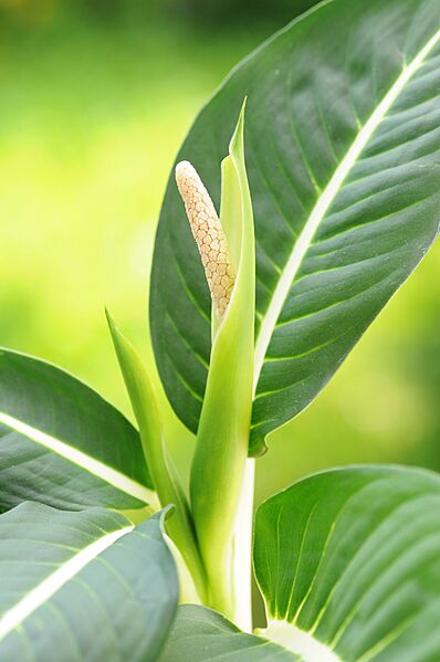 Dieffenbachia inflorescence