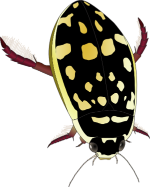 Diving beetle1.svg