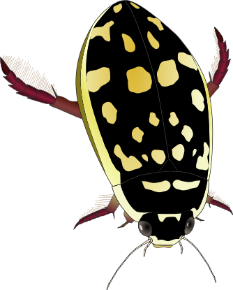 Diving beetle1