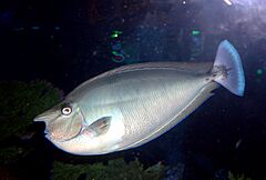 Dubai Aquarium-Unicorn Fish