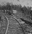 Dun Mountain Railway, Copy Collection, The Nelson Provincial Museum, C2634