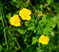 DwButtercup2